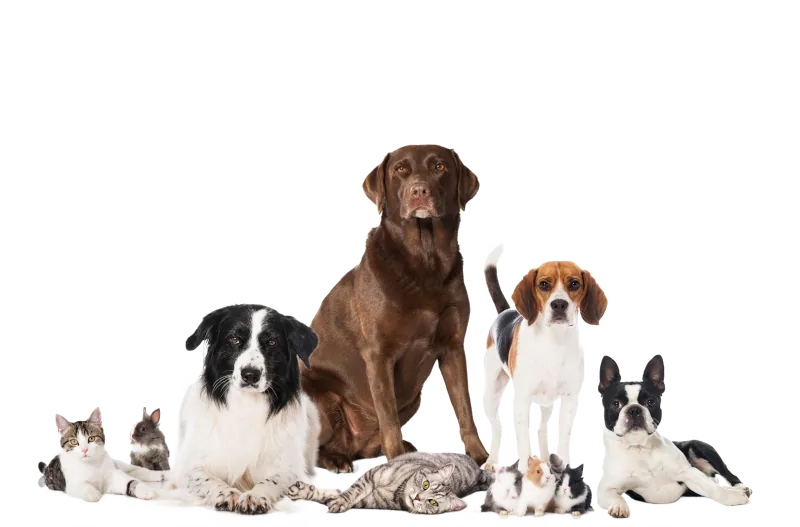 A group of dogs, cats, rabbits and guinea pigs sitting together on a white background