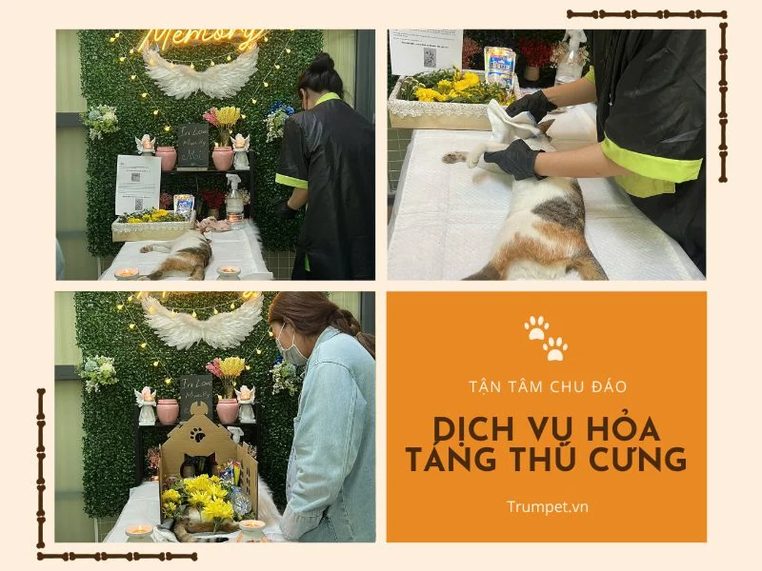Chăm sóc và bảo quản thi thể thú cưng sạch sẽ tại nhà
