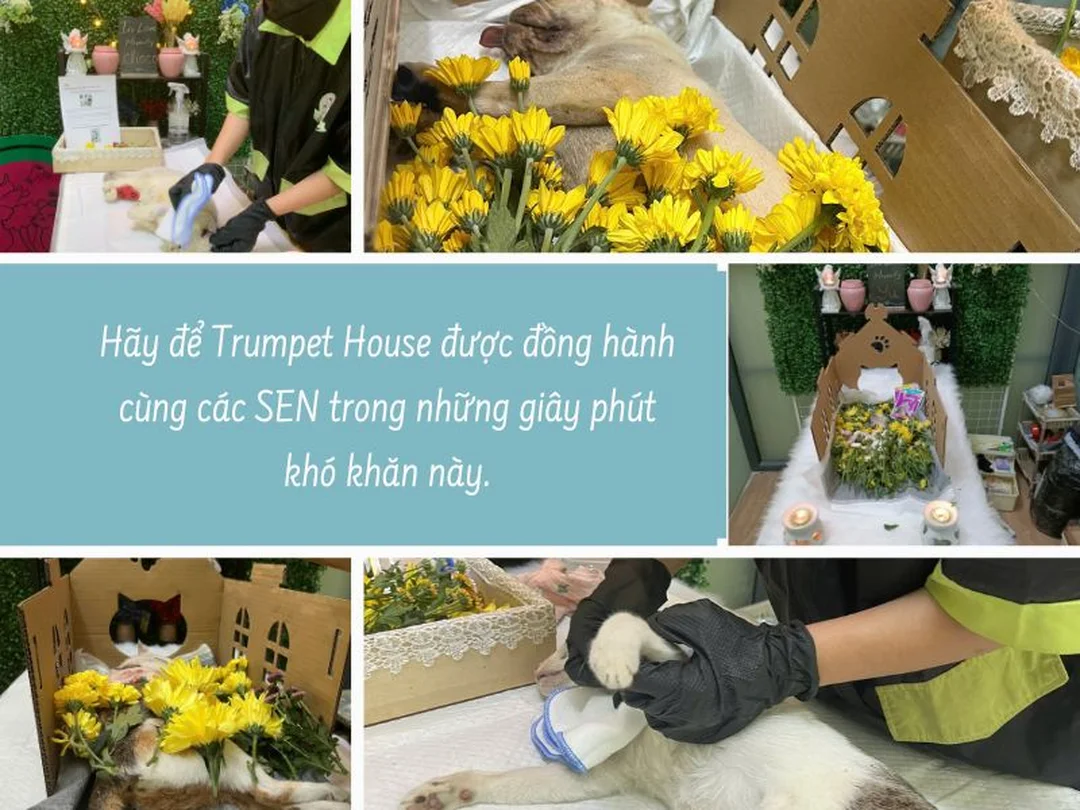 Quy trình tiễn biệt và hỏa táng chó mèo trọn gói